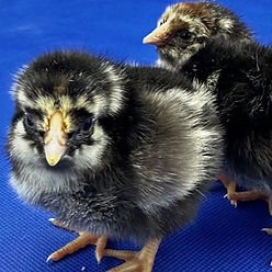 Silver Laced Wyandotte Chick
