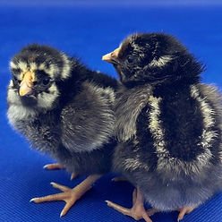 Silver Laced Wyandotte Chick