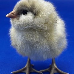 Ameraucana chick SR