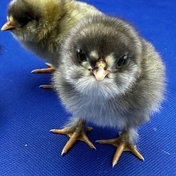 Easter Egger chick SR