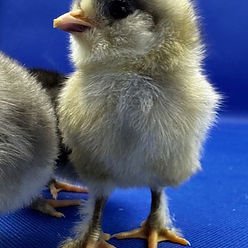 Easter Egger chick SR